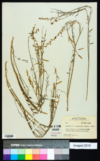 Astragalus campestris image