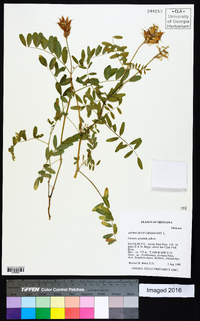 Astragalus canadensis image