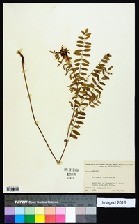 Astragalus canadensis image