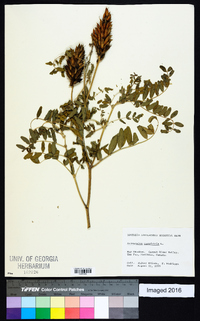 Astragalus canadensis image