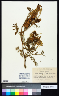 Astragalus canadensis image