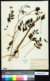 Astragalus canadensis image