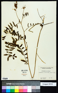 Astragalus canadensis image