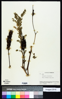 Astragalus canadensis image