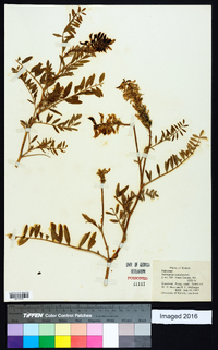 Astragalus canadensis image