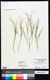 Astragalus ceramicus var. filifolius image
