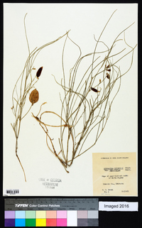 Astragalus ceramicus image