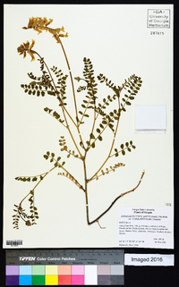 Astragalus curvicarpus var. subglaber image