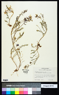 Astragalus distortus var. engelmannii image