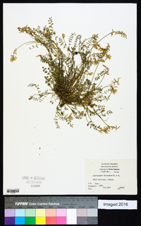 Astragalus distortus image