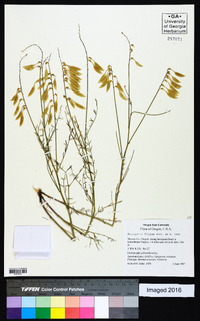 Astragalus filipes image