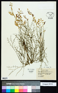 Astragalus filipes image