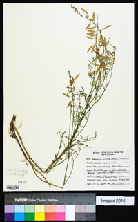 Astragalus filipes image