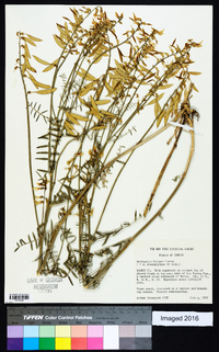 Astragalus filipes image