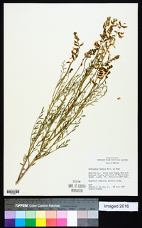 Astragalus filipes image