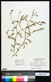 Astragalus flexuosus image