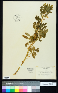 Astragalus umbellatus image