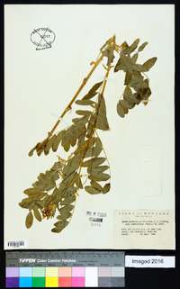 Astragalus umbellatus image