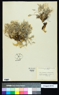 Astragalus gilviflorus image