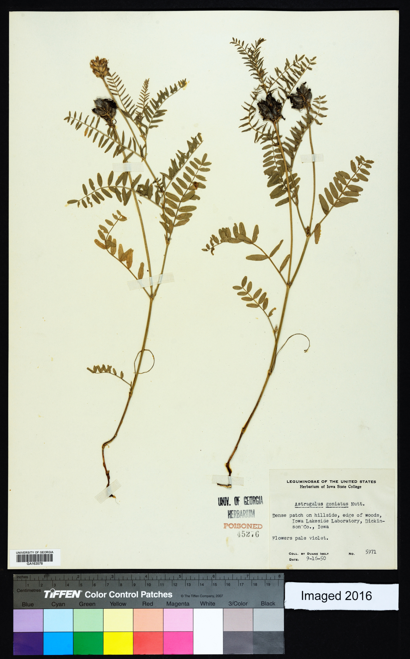 Astragalus agrestis image