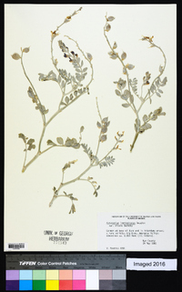 Astragalus lentiginosus var. micans image