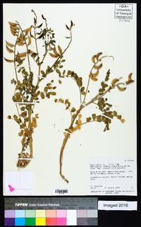 Astragalus mokiacensis image