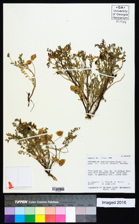 Astragalus lentiginosus var. salinus image