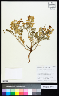 Astragalus lentiginosus var. salinus image