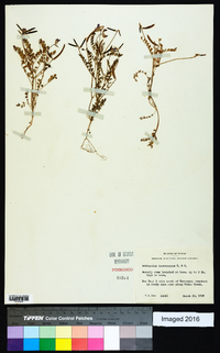 Astragalus leptocarpus image