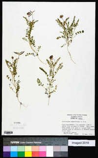 Astragalus leptocarpus image