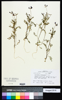 Astragalus leptocarpus image