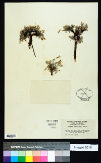 Astragalus calycosus var. mancus image