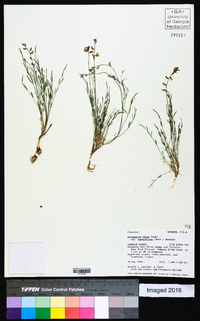 Astragalus miser image