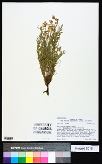 Astragalus miser var. hylophilus image