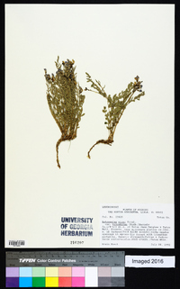 Astragalus miser image