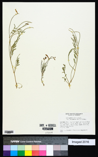 Astragalus miser var. decumbens image