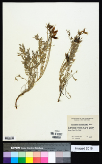 Astragalus missouriensis image