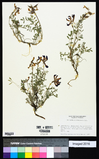 Astragalus missouriensis image