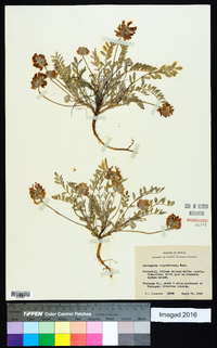 Astragalus missouriensis image