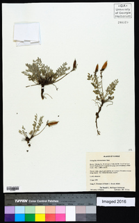 Astragalus missouriensis image