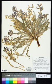 Astragalus mollissimus image