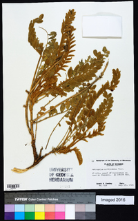 Astragalus mollissimus image