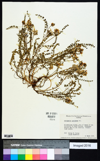 Astragalus obcordatus image