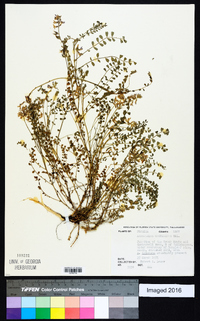 Astragalus obcordatus image