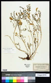 Astragalus obcordatus image