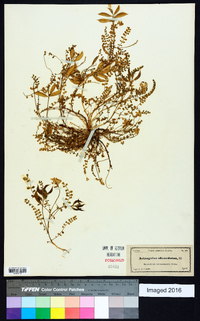 Astragalus obcordatus image