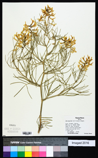 Astragalus pectinatus image