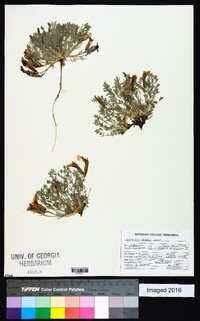 Astragalus purshii image