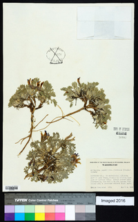 Astragalus purshii image