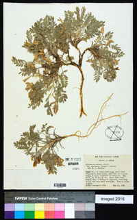 Astragalus purshii var. glareosus image